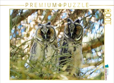 Produktbild von CALVENDO Puzzle Waldohreulen in Nauenhain | 1000 Teile Lege-Größe 64x48cm Foto-Puzzle für glückliche Stunden