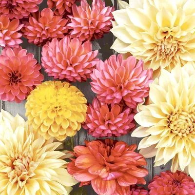 Produktbild von Duni Servietten Soft Dahlia 24 x 24 cm - 20er Pack