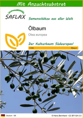 Produktbild von SAFLAX - Ölbaum - 20 Samen - Mit keimfreiem Anzuchtsubstrat - Olea europea