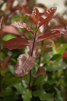 Produktbild von Photinia fraseri 'Camilvy', Glanzmispel, 40–60 cm, immergrün