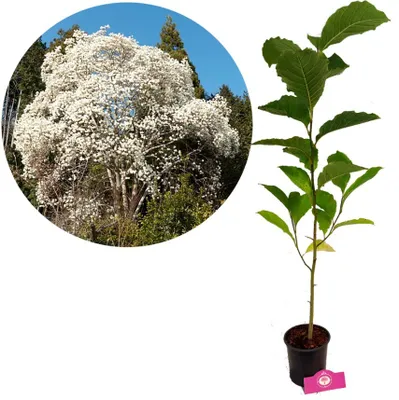 Obrázek produktu pro Magnolia kobus - Severní japonská magnólie - výška 100 cm - 14 cm květináč