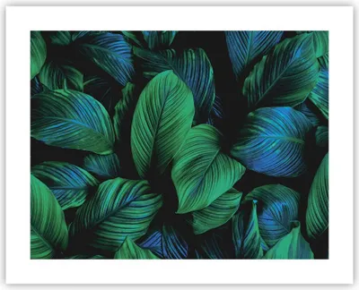 Produktbild von Poster - Poster ohne Rahmen - Blätter Pflanzen Exotik - 50x40 cm - Wand Bild - Wanddeko - Wandbilder - Kunstposter - Wandposter - Bilder - Kunstdruck - Wanddekoration - Wandbild - P2XAA50x40-5066