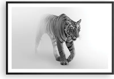 Produktbild von Gerahmtes Poster - Schwarzer Rahmen - Tiger Monochrom Porträt - 91,5x61 cm - Wand Bild - Wanddeko - Wandbilder - Kunstposter - Wandposter - Bilderrahmen - Bilder - Kunstdruck - P2BAA91x61-4626