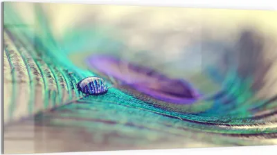 Produktbild von DEQORI Glasbild Echtglas 100x50 cm 'Wasserperle auf Feder' Wandbild Bild modern Deko