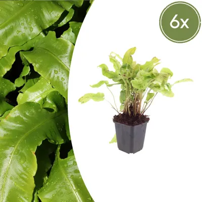 Immagine prodotto di Asplenium scolopendrium | 6 pezzi - 10-25cm - Ø9cm - Pianta da giardino