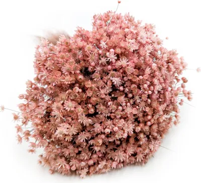 Produktbild von Glixia Getrocknete - (Glixia Marcela) - Rosa