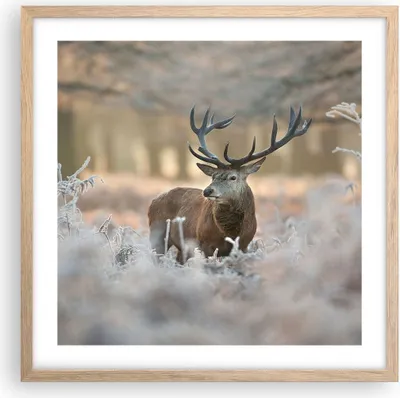 Produktbild von Gerahmtes Poster - Rahmen in heller Eiche - Hirsch Wald Natur - 50x50 cm - Wand Bild - Wanddeko - Wandbilder - Wandposter - Bilderrahmen - Bilder - Kunstdruck - Wandbild - P2NAC50x50-3744