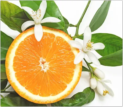 Produktbild von Spritzschutz Herdabdeckplatte Schneidebrett aus Glas Orangenschnitz auf Blätter 1-Teilig (60x52cm)
