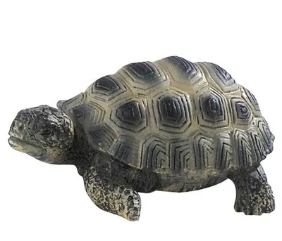Image de BULLY Tortue terrestre jeune (63554)