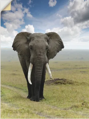 Produktbild von ARTland Wandbild, selbstklebend Elefant Größe: 30x40 cm