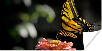 Produktbild von MuchoWow® Poster Schmetterling - Botanisch - Blume 120x60 cm - Bild