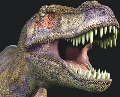 Produktbild von 3 D Magnet Dinosaurier Kopf, 9 x 7 cm, Tier T Rex, Kühlschrankmagnete Dino