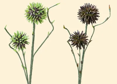 Produktbild von Gilde Deko Alium Lauchpflanze 2 Blüten 42633 Kunstblume