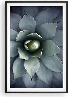Produktbild von Gerahmtes Poster - Schwarzer Rahmen - Blau Blätter Agave - 61x91,5 cm - Wand Bild - Wanddeko - Wandbilder - Kunstposter - Wandposter - Bilderrahmen - Bilder - Kunstdruck - P2BPA61x91-5133
