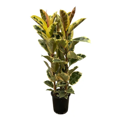 Produktbild von Zimmerpflanze - Ficus Elastica Tineke - Gummibaum - Strauch - Für helle Standorte ohne direkte Sonne - Topf Ø28cm - Höhe 140cm
