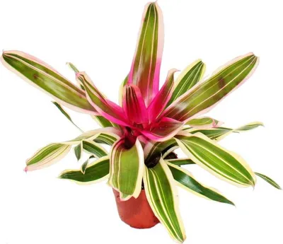 Produktbild von Nestananas - Neoregelia "Franca" - Bromelie in wunderbaren Farben - 12cm Topf - grün-weiß mit rosa Mitte