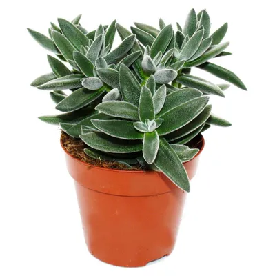 Produktbild von Crassula "Tarantula" - Tarantel-Dickblatt - pflegeleicht - Sukkulente Zimmerpflanze - 12cm Topf