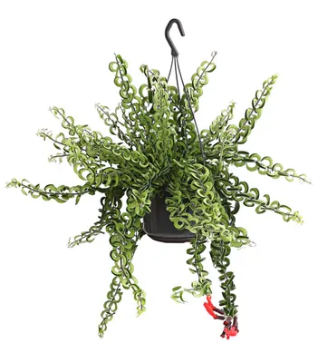 Produktbild von Dehner Schamblume Twister, gekräuselte Blätter, ca. 40-50 cm, Ø Topf 15 cm, Zimmerpflanze