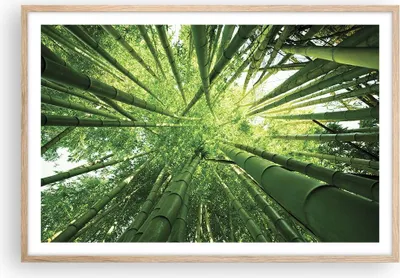 Produktbild von Gerahmtes Poster - Rahmen in heller Eiche - Bambus Dschungel Grün - 91,5x61 cm - Wand Bild - Wanddeko - Wandbilder - Wandposter - Bilderrahmen - Bilder - Kunstdruck - Wandbild - P2NAA91x61-4235