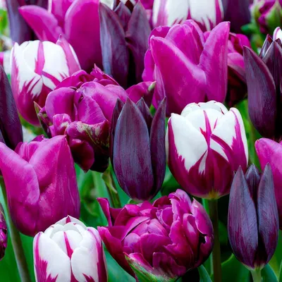 Produktbild von Tulpenzwiebeln Winterhart Mehrjährig Lila & Schwarz & Weiß - 25 Blumenzwiebeln - Echte Pflanzen aus Holland - Tulpen Zwiebeln für Garten, Töpfe und Balkon (große Knollen, kein Samen, nicht künstlich)