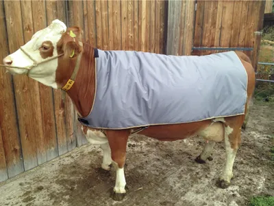 Image de Couverture thermique pour vaches, 155 cm