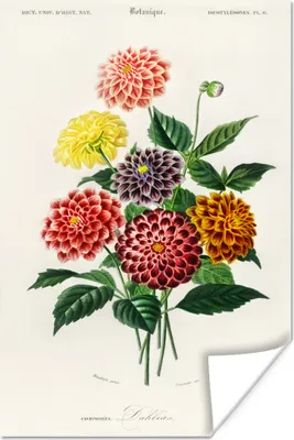 Produktbild von MuchoWow® Poster Botanik - Weinlese - Blumen 120x180 cm - Kunstposter