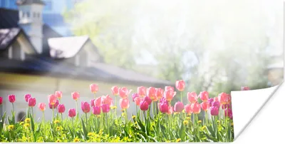 Produktbild von MuchoWow® Poster Tulpen - Farben - Frühling 40x20 cm - Poster für die Wand - Poster Schlafzimmer