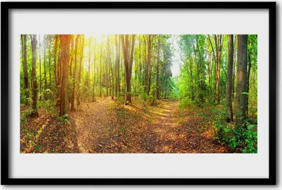 Produktbild von Bild 60x40 MDF-Rahmen Wandkunst Sun Waldnaturpfad
