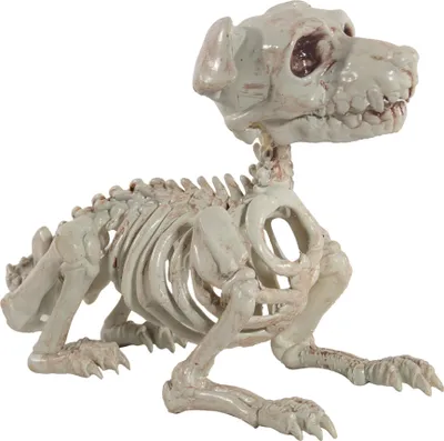 Produktbild von Schnauzer Hundeskelett als Halloween Dekoration 27 cm