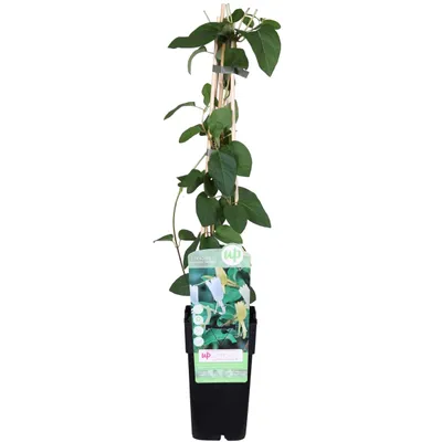 Produktbild von Lonicera Japonica 'Halliana' - ↨65Cm - Ø15