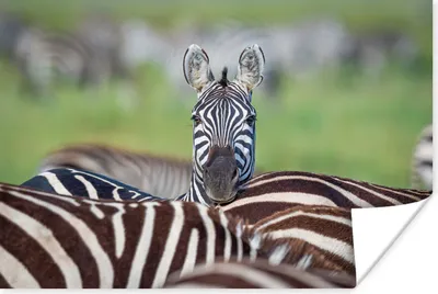 Produktbild von MuchoWow® Poster Auffälliges Zebra 180x120 cm - Fotoplakat