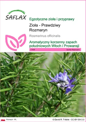 Zdjęcie produktu dla SAFLAX - Zioła - Prawdziwy Rozmaryn - 100 Nasiona - Rosmarinus officinalis