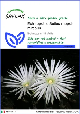 Immagine prodotto di SAFLAX  - Echinopsis o Setiechinopsis mirabilis - 40 semi - Echinopsis