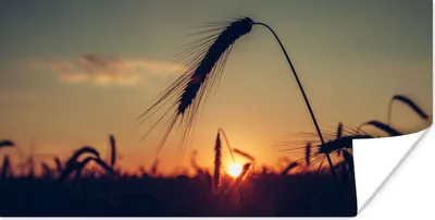 Produktbild von MuchoWow® Poster Gras - Herbst - Sonnenuntergang - Jahreszeiten - Landschaft 120x60 cm - Bild