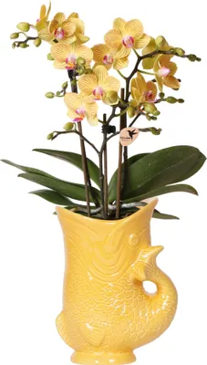 Produktbild von Gelbe Orchidee Lima + Zierübertopf Fisch - Topf Ø9cm - Blühende Zimmerpflanze