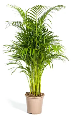 Produktbild von Goldfruchtpalme – Dypsis lutescens – Areca – Einzelpflanze – Höhe ca. 100–120 cm – Topf 21 cm