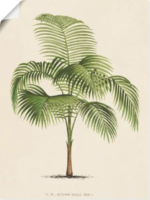 Produktbild von ARTland Poster Palme I Größe: 90x120 cm