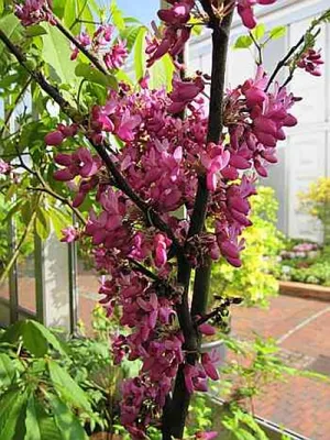Produktbild von Cercis siliquastrum Bodnant - Judasbaum - Liebesbaum - Herzbaum 40-60cm
