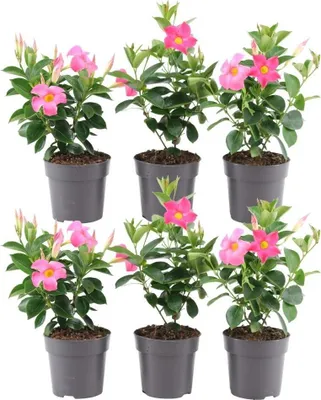 Produktbild von Set von 6 Mandevilla rosa Pflanzen - 6 x Dipladenia Pink in 12 cm Topf - Mediterrane Pflanzen - Schling & Kletterpflanzen