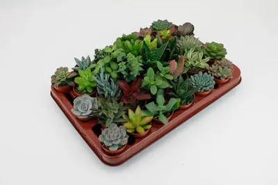 Obrázek produktu pro Směs sukulentů, 30 kusů, průměr 5 cm, výška 7 cm, různé druhy, např. aloe, dekorace