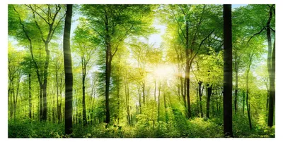 Produktbild von Selbstklebendes Waldposter mit 3D-Effekt für die Dekoration von Aquarien, 122 x 50 cm