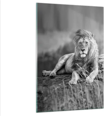 Produktbild von Bilder auf glas - Einteilig - Löwe Tier Natur - 80x120cm - Glasbilder - Wandbilder - Bilder - zum Aufhängen bereit - Wanddekoration aus Glas - Glas Bilder - Wandbild auf Glas - GPA80x120-3931