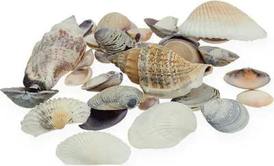 Produktbild von Maritime Deko-Muscheln für Tisch, Glasvase, Aquarium