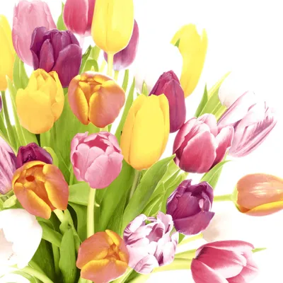 Produktbild von PAPER+DESIGN 204872 Cocktailservietten Frühjahr Tulpen - 25 x 25 cm, 20 Stück