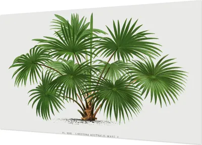 Produktbild von Selbstklebende Fototapete - Wandbilder für Wohnzimmer - 416x254 - Dekorative Wandfolie - Modernes Design für Wanddekoration - Tapeten für Innenräume - Exotisches Muster