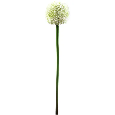 Zdjęcie produktu dla EUROPALMS Gałązka alium, sztuczna, kremowa, 55 cm (82530567)