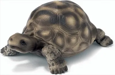 Produktbild von SCHLEICH 14304 Riesenschildkröte