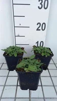 Obrázok produktu pre 6 x Stachys off. ukkie' - Ziest - Kvetináč 9 x 9 cm