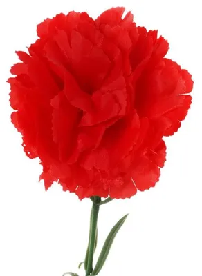 Immagine prodotto di Singola rosa rossa, 54 cm