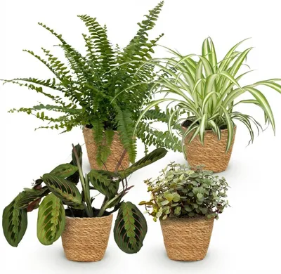 Image de Assortiment de plantes d'intérieur dans un panier - Chlorophytum, Maranta